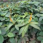 Sanchezia oblonga Leaf