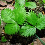 Fragaria vesca 葉