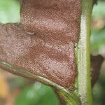 Bolbitis fluviatilis Leaf