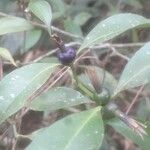 Psychotria suterella Fruto