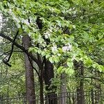 Cornus floridaFlower