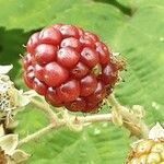 Rubus armeniacus Fruit