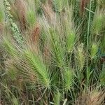 Hordeum marinum अन्य