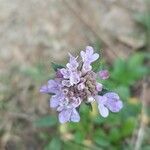 Scabiosa atropurpureaÕis