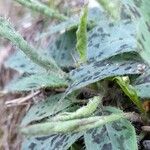 Hieracium glaucinum Folio