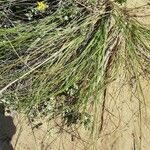 Celtica gigantea 葉