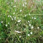 Stellaria graminea Kwiat