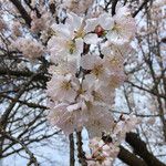 Prunus dulcis Flower