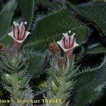 Echium albicans Flower