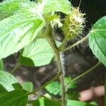 Acalypha aristata Hoja