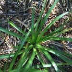 Eryngium paniculatum ശീലം