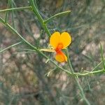 Jacksonia sternbergiana Flower