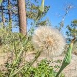 Tragopogon dubiusᱵᱟᱦᱟ