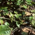 Echinodorus berteroi Habit