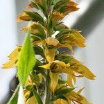 Digitalis canariensis Flower