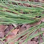 Crocus sativus Likasa