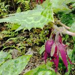 Podophyllum versipelle Virág