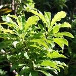 Pittosporum senacia Leht