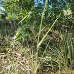 Elymus canadensis 葉