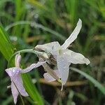 Farsetia undulicarpa Flor