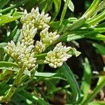 Helichrysum globosum Floare