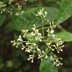 Chrysochlamys glauca Flor