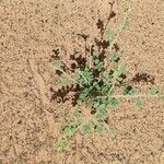 Tephrosia uniflora Habit