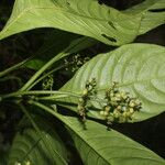 Notopleura anomothyrsa Flower