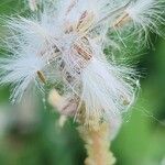 Launaea nudicaulis Fruit