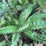 Cirsium palustre Leaf