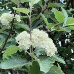 Scandosorbus intermedia Flower