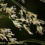 Festuca altissima Frukt