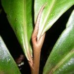 Ardisia fimbrillifera Bark