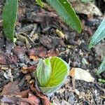 Hosta longipes Листок