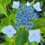 Hydrangea serrata Кветка