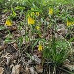 Uvularia grandifloraFlor