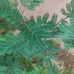 Albizia brevifolia Feuille