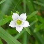 Dentella repens Flor