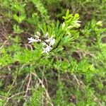Spiraea hypericifolia Blomma