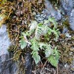 Woodsia ilvensis Feuille