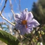Solanum bonariense Çiçek