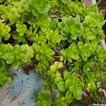 Sedum kimnachii Ліст