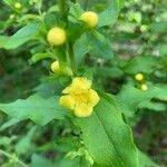 Dasistoma macrophylla Flower