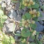 Alternanthera pungens Vivejo