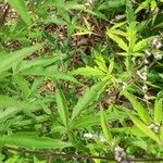 Vitex negundo Levél