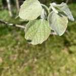 Populus × canescens Ліст