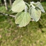 Populus × canescens Lapas