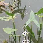 Sagittaria sagittifolia 花