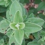 Cistus heterophyllus Foglia