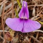 Vigna frutescens Blüte